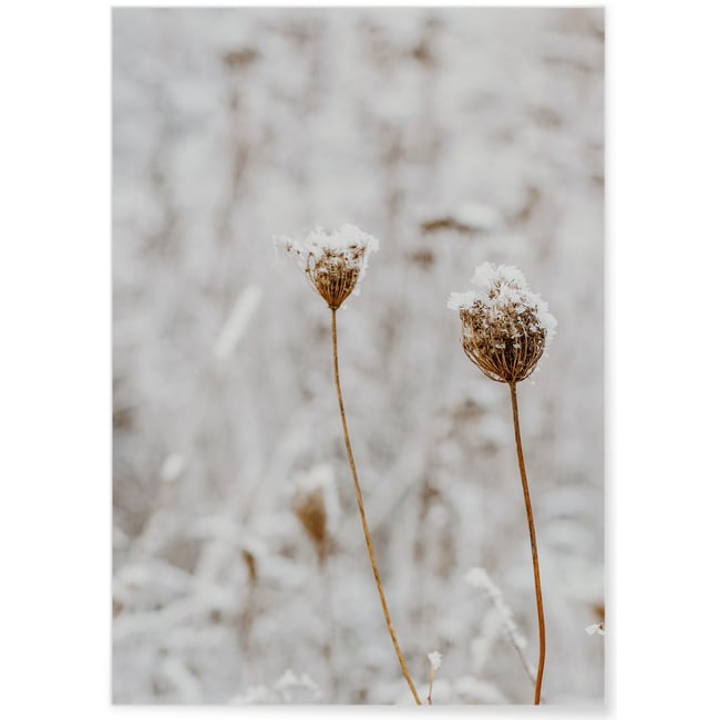 Poster Nature Winter 3 Couleur blanc <span itemprop=