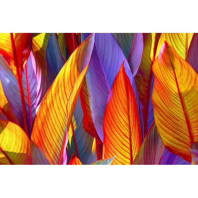 Tableau palm leaves yellow background - HEXOA