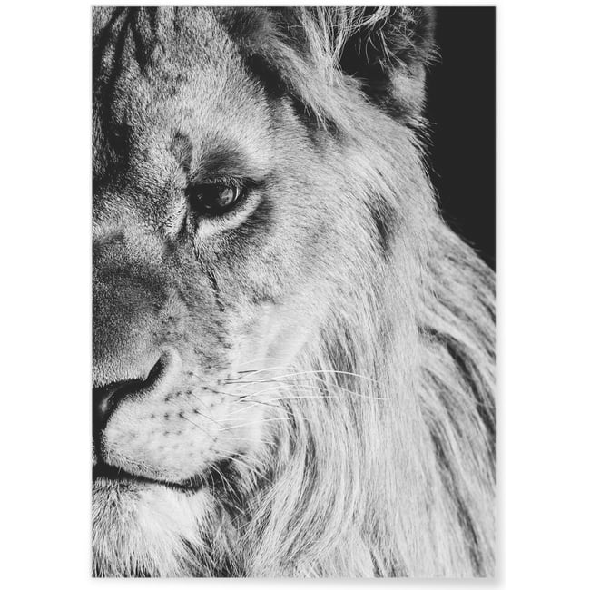 Poster Lion noir et blanc 1 Couleur blanc <span itemprop=