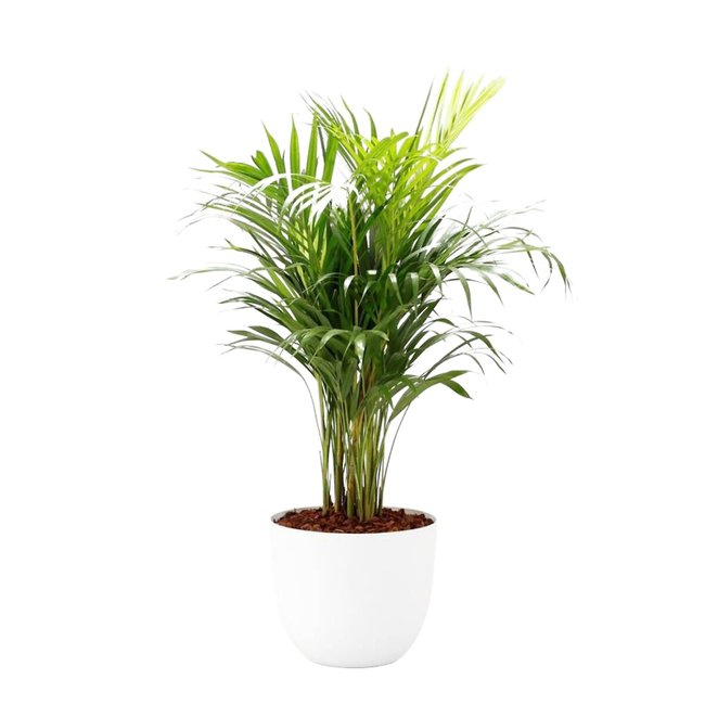 Planta Areca + vaso havana natural, da BIOMA - BIOMA PLANTS
