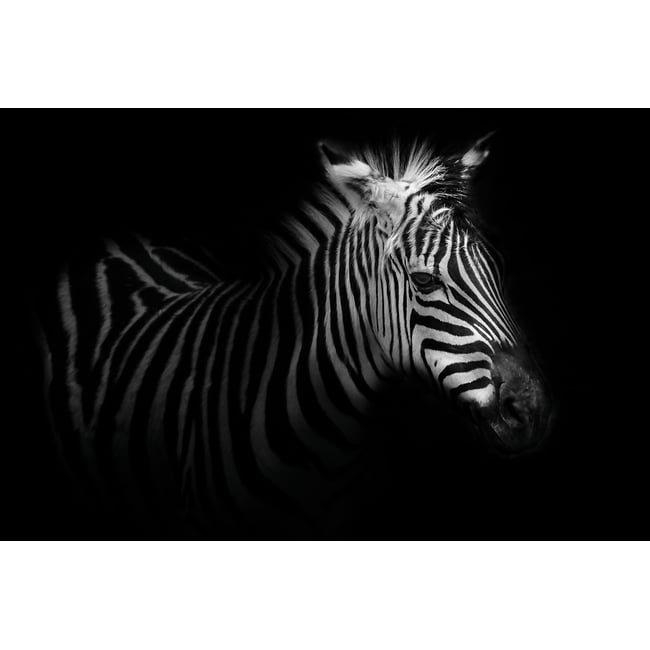 Tableau zebre dans la lumière - HEXOA