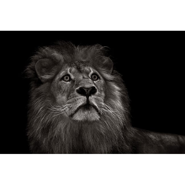 Tableau majestueux roi des animaux - HEXOA