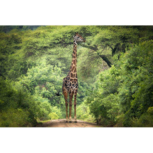 Tableau Girafe inattendue - HEXOA