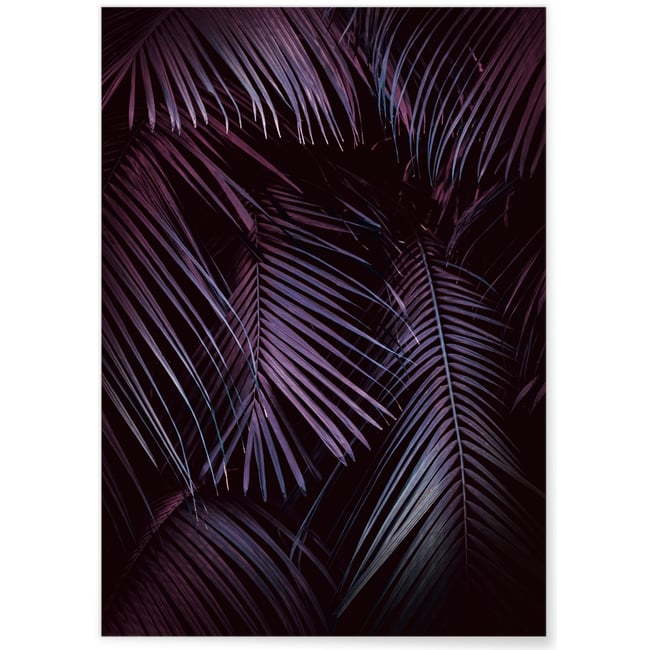 Poster Feuilles de palmier tropical sombre Couleur blanc <span itemprop=