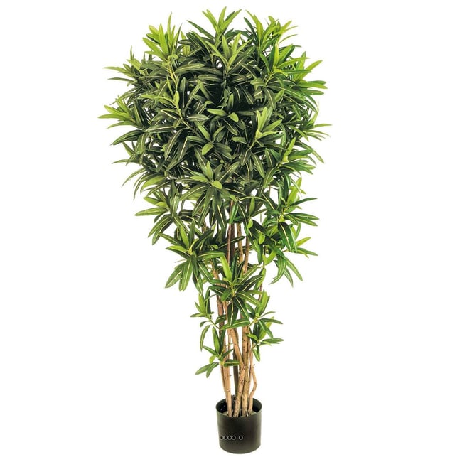 Croton Goldfinger reflexa factice H150 cm 142 Couleur vert <span itemprop=
