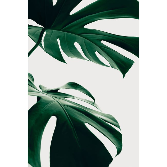 Tableau monstera due - HEXOA