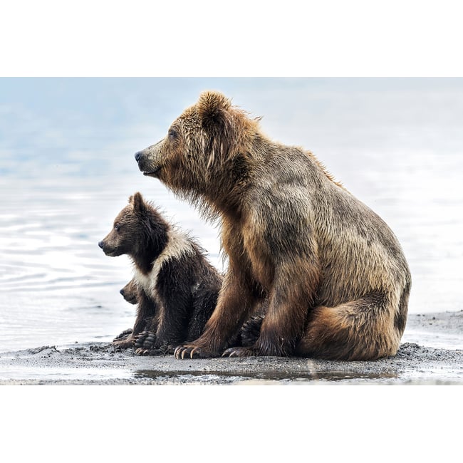 Tableau animaux profile Family - HEXOA