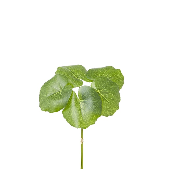 Feuille de galax artificielle H33 Couleur vert <span itemprop=