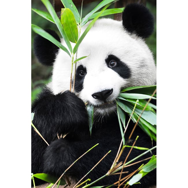 Tableau regard de panda - HEXOA