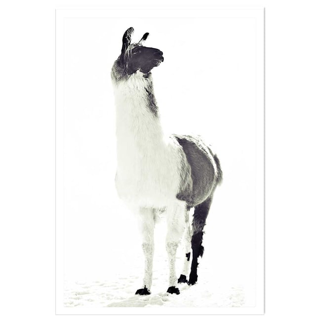 Affiche enfant noir et blanc - HEXOA