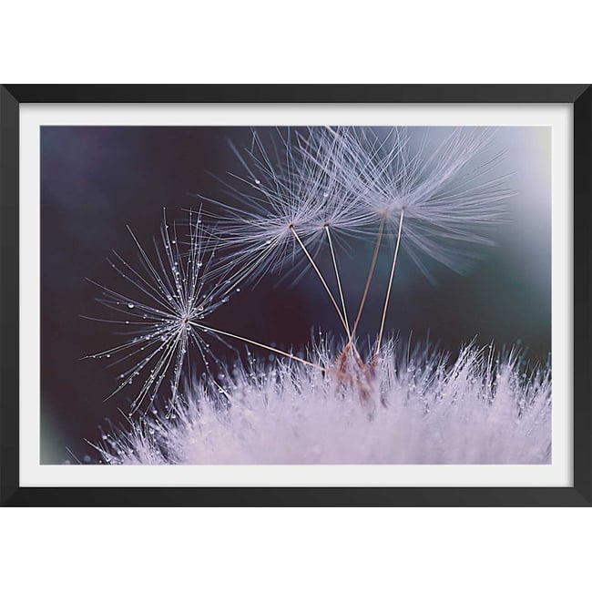 Affiche fleurs dandelion seeds - HEXOA