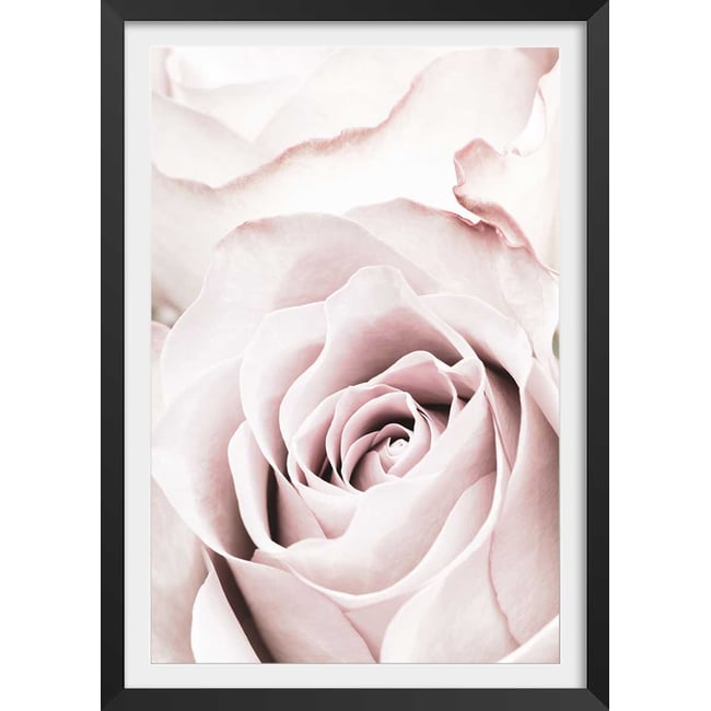 Affiche  rosa romantica - HEXOA