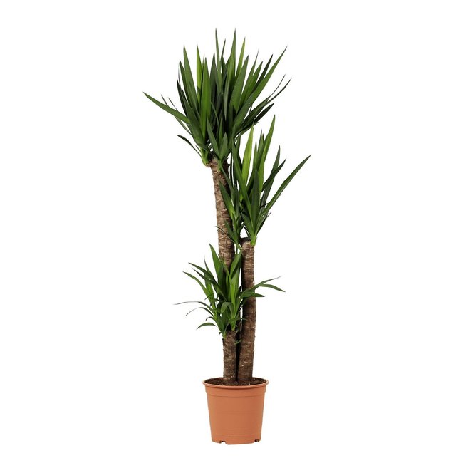 Planta Yucca gigante, BIOMA verde <span itemprop=