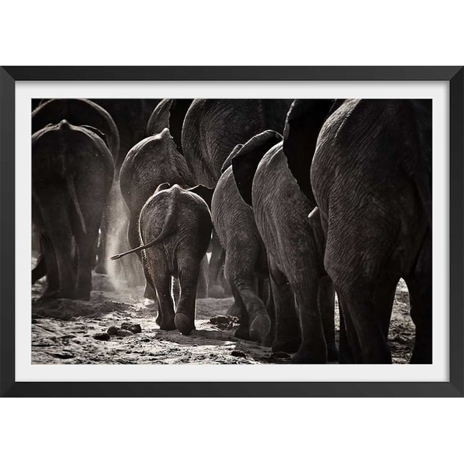 Affiche animaux cap afrique - HEXOA