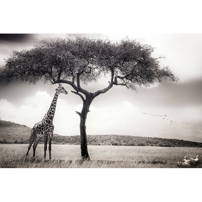 Tableau animaux sous le soleil d' afrique - HEXOA