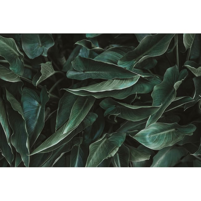 Tableau cactus green leaves - HEXOA