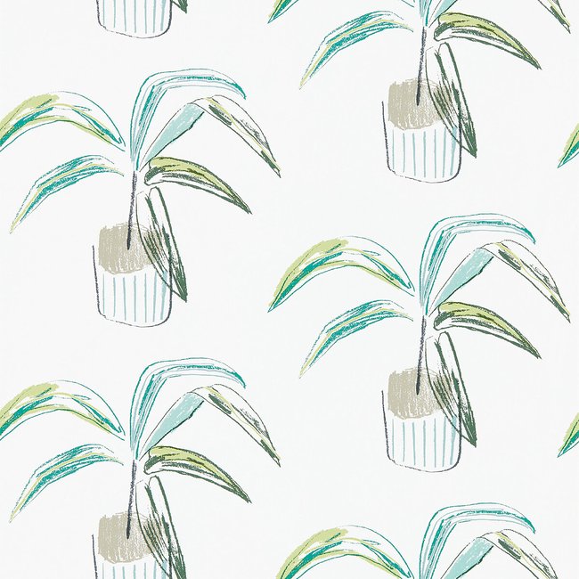 Crassula Wallpaper - SCION