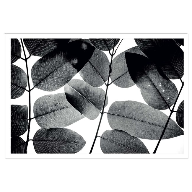 Affiche reproduction experiments with leaves i - HEXOA