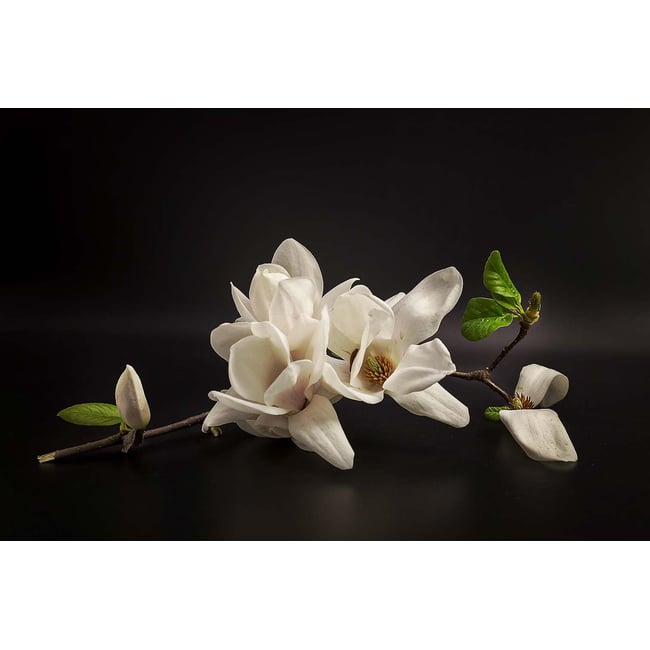 Tableau fleurs magnolia - HEXOA