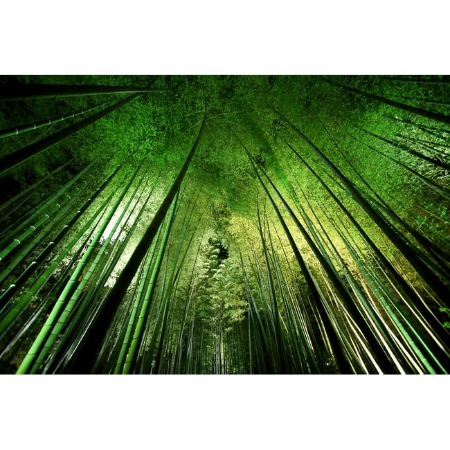 Tableau nature forêt de bambous à kyoto - HEXOA