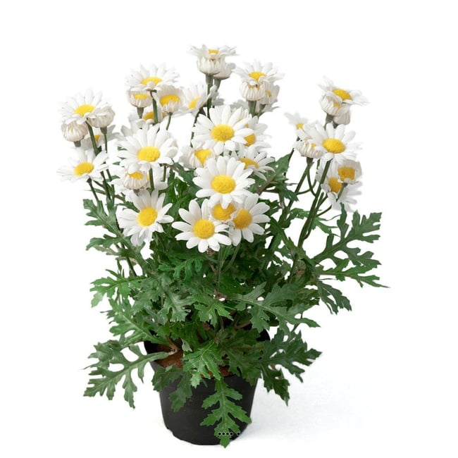 Marguerite artificielle en pot H 30 cm Couleur v002227 <span itemprop=