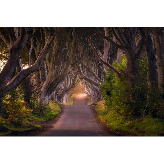 Tableau nature arbres enchanteurs - HEXOA