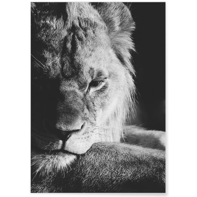 Poster Lion noir et blanc 3 Couleur blanc <span itemprop=