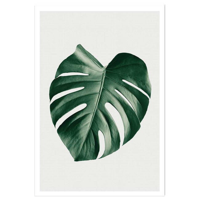 Affiche  monstera perfect - HEXOA