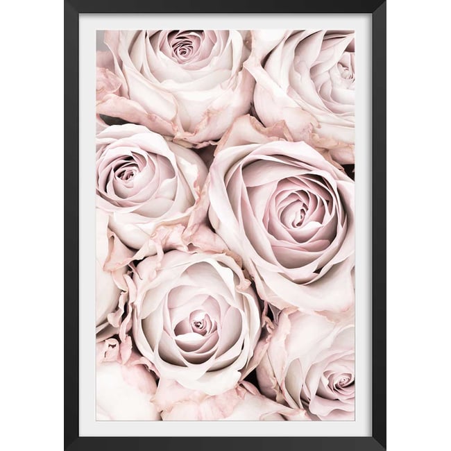 Affiche  rosa alba - HEXOA