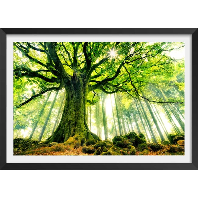 Affiche nature l 'hêtre de ponthus - HEXOA