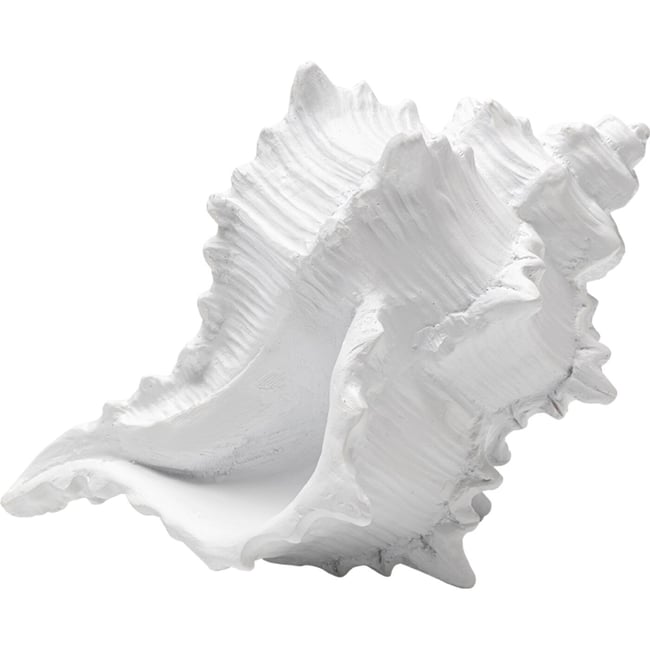 Déco coquillage Couleur blanc <span itemprop=