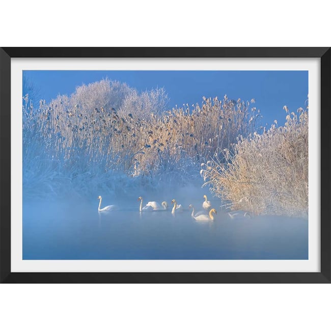 Affiche cygnes dans le givre matinal - HEXOA