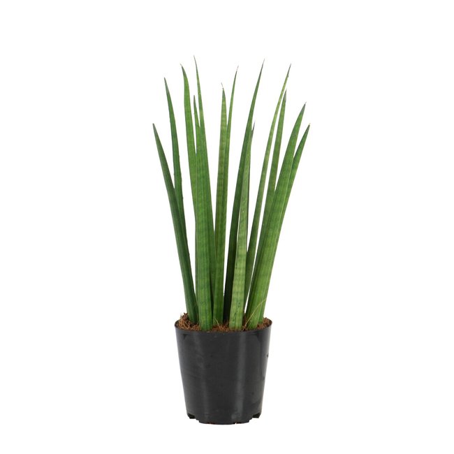 Planta Sansevieria Cylindrica, BIOMA verde <span itemprop=