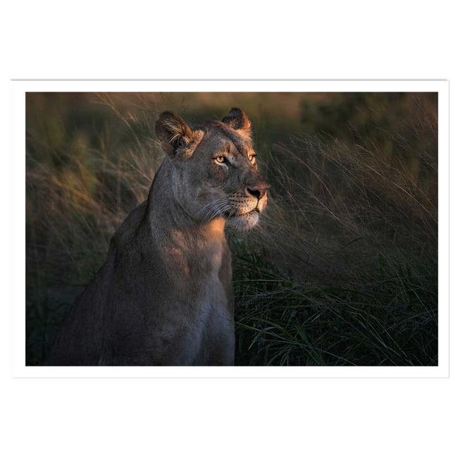 Affiche Lionne au crepuscule... - HEXOA