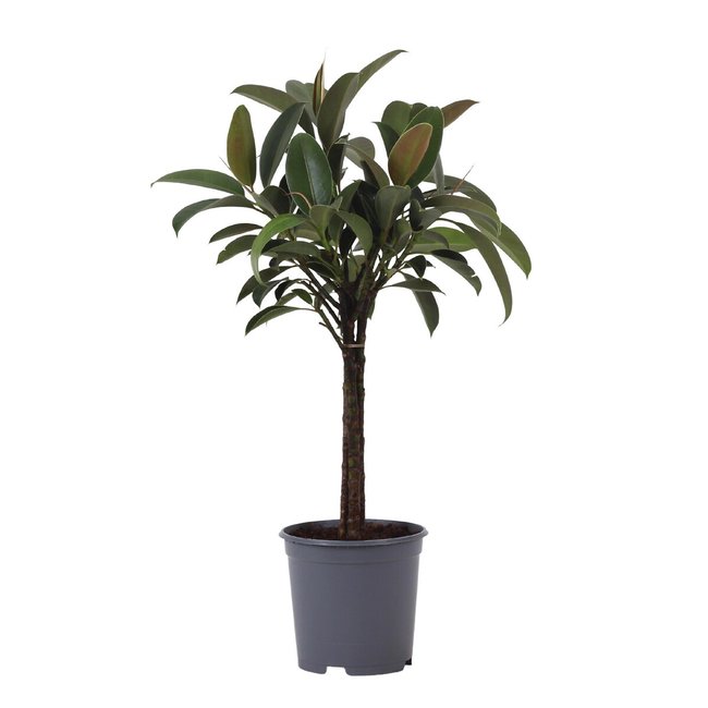 Planta Ficus elastica melany, BIOMA verde <span itemprop=