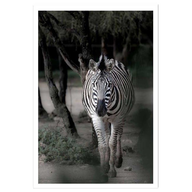 Affiche animaux zèbre en balade - HEXOA