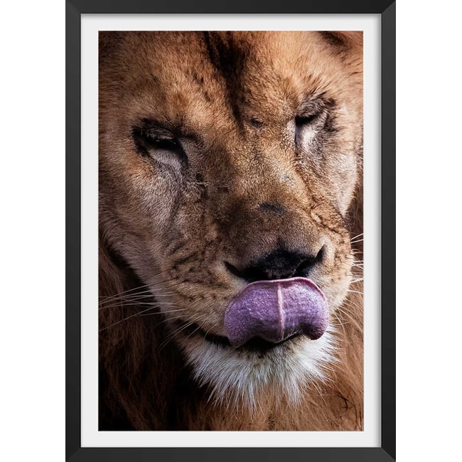 Affiche animaux delice de lion - HEXOA