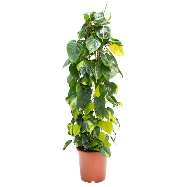 Planta Philodendron Brasil, BIOMA verde <span itemprop=
