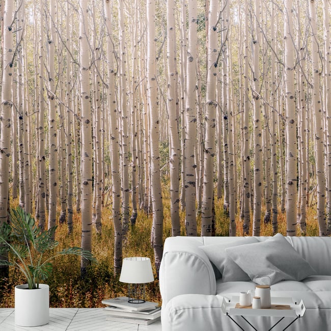Papier peint forêt de bouleaux Couleur beige <span itemprop=