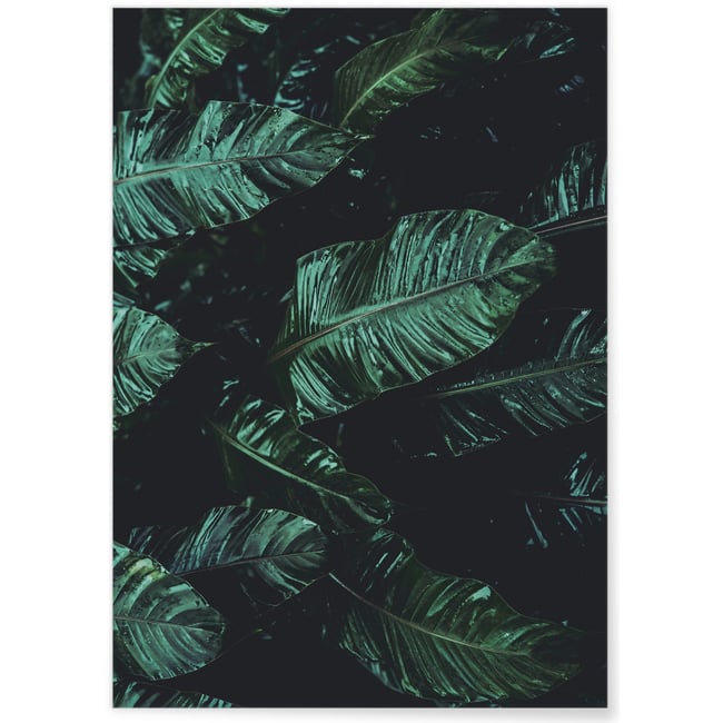 Poster Nature feuille de palmier de banane Couleur blanc <span itemprop=