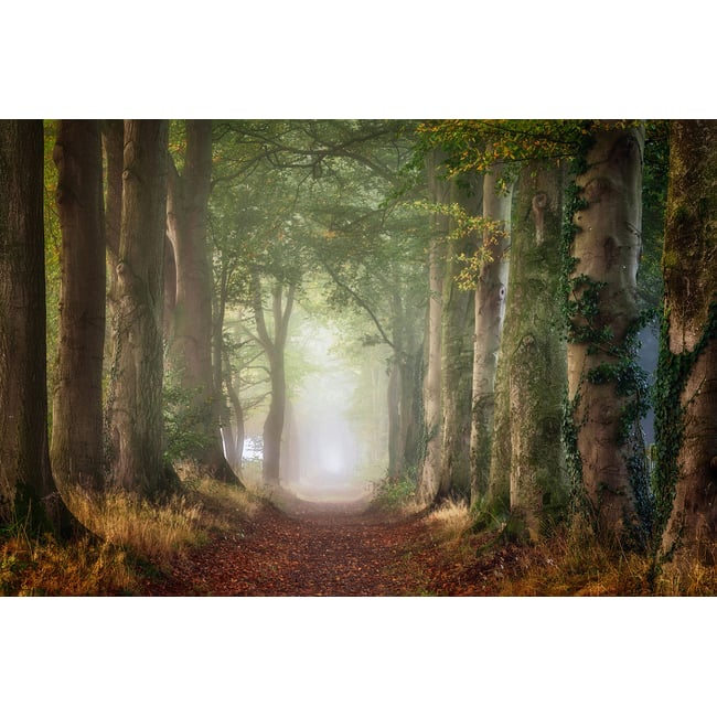 Tableau paysage sur le chemin - HEXOA
