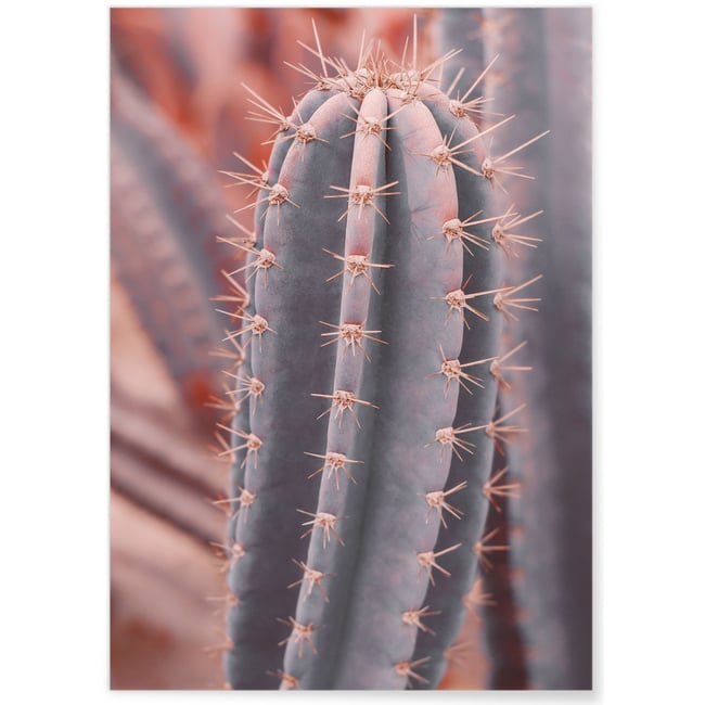 Poster Cactus Saguaro Couleur blanc <span itemprop=