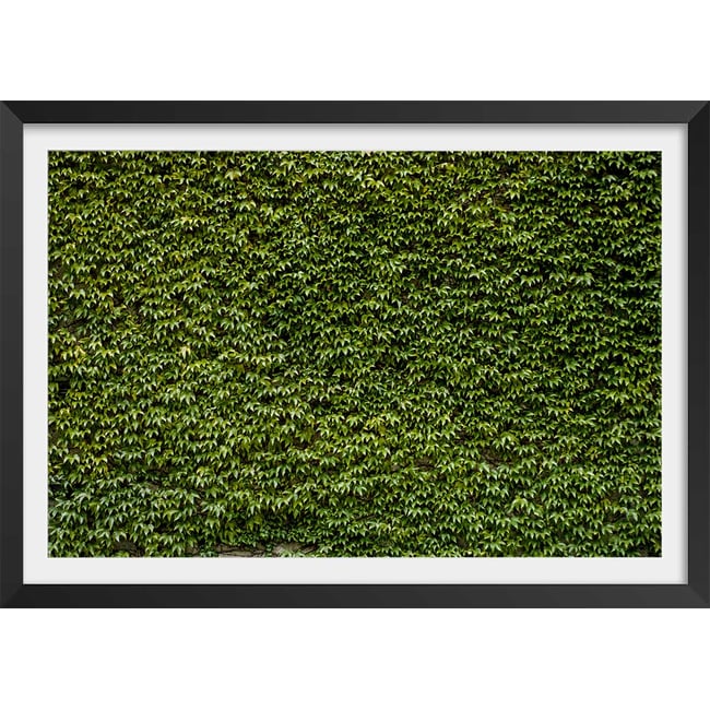 Affiche nature mur de lierres - HEXOA