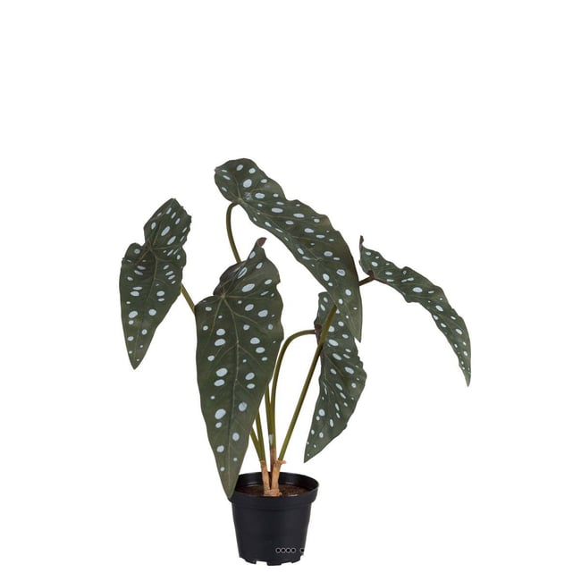 Begonia Maculata factice en pot Couleur v002239 <span itemprop=
