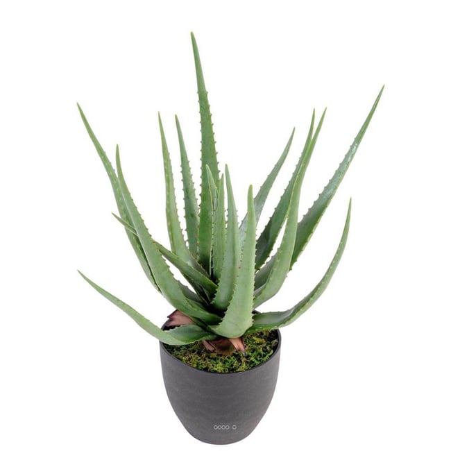 Aloé Vera artificiel H 60 cm cactus Couleur vert <span itemprop=