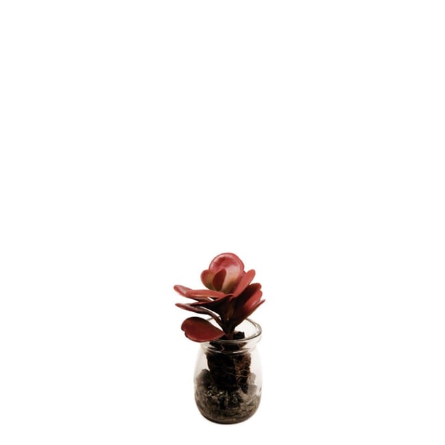 Succulente crassula artificielle en pot H13 Couleur bordeaux <span itemprop=