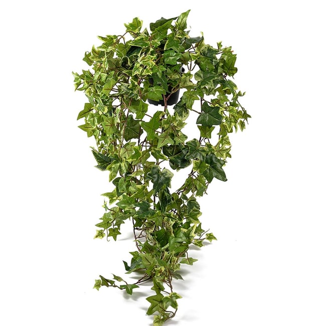 Lierre retombant artificiel panaché en pot, Couleur v002239 <span itemprop=