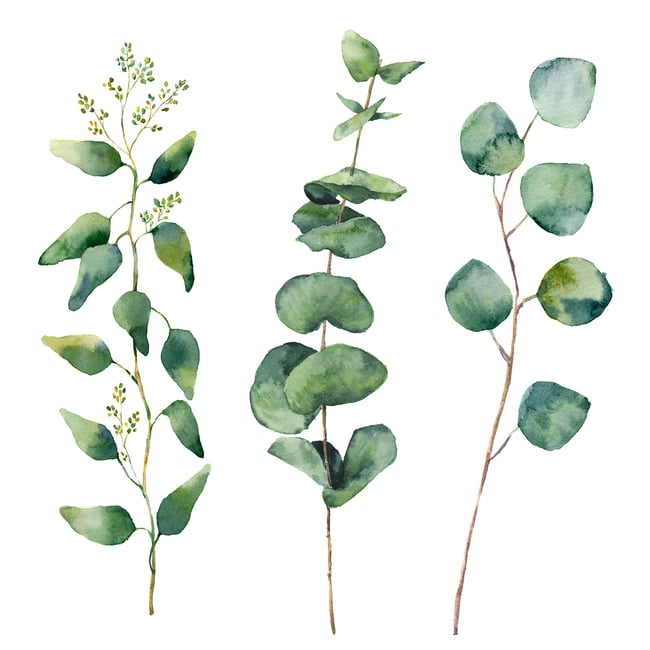 Tableau aquarelle eucalyptus - HEXOA
