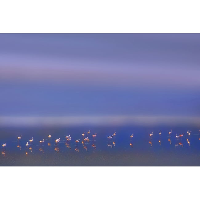 Tableau Flamants Tôt le matin - HEXOA
