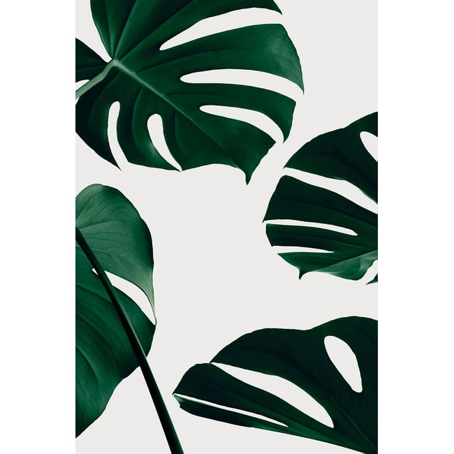 Tableau monstera quattro - HEXOA
